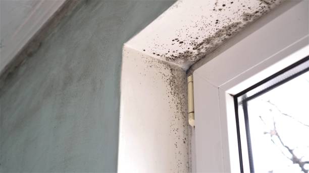 Best Residential Mold Remediation in Lake Panasoffkee, FL