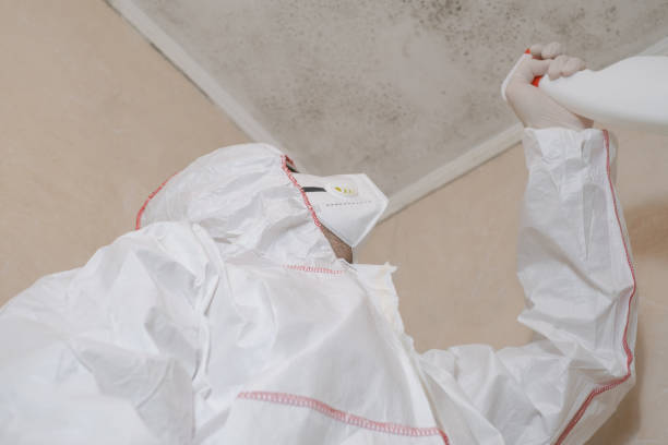 Best DIY Mold Remediation Support Services in Lake Panasoffkee, FL