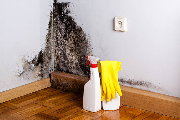 Best Residential Mold Remediation in Lake Panasoffkee, FL